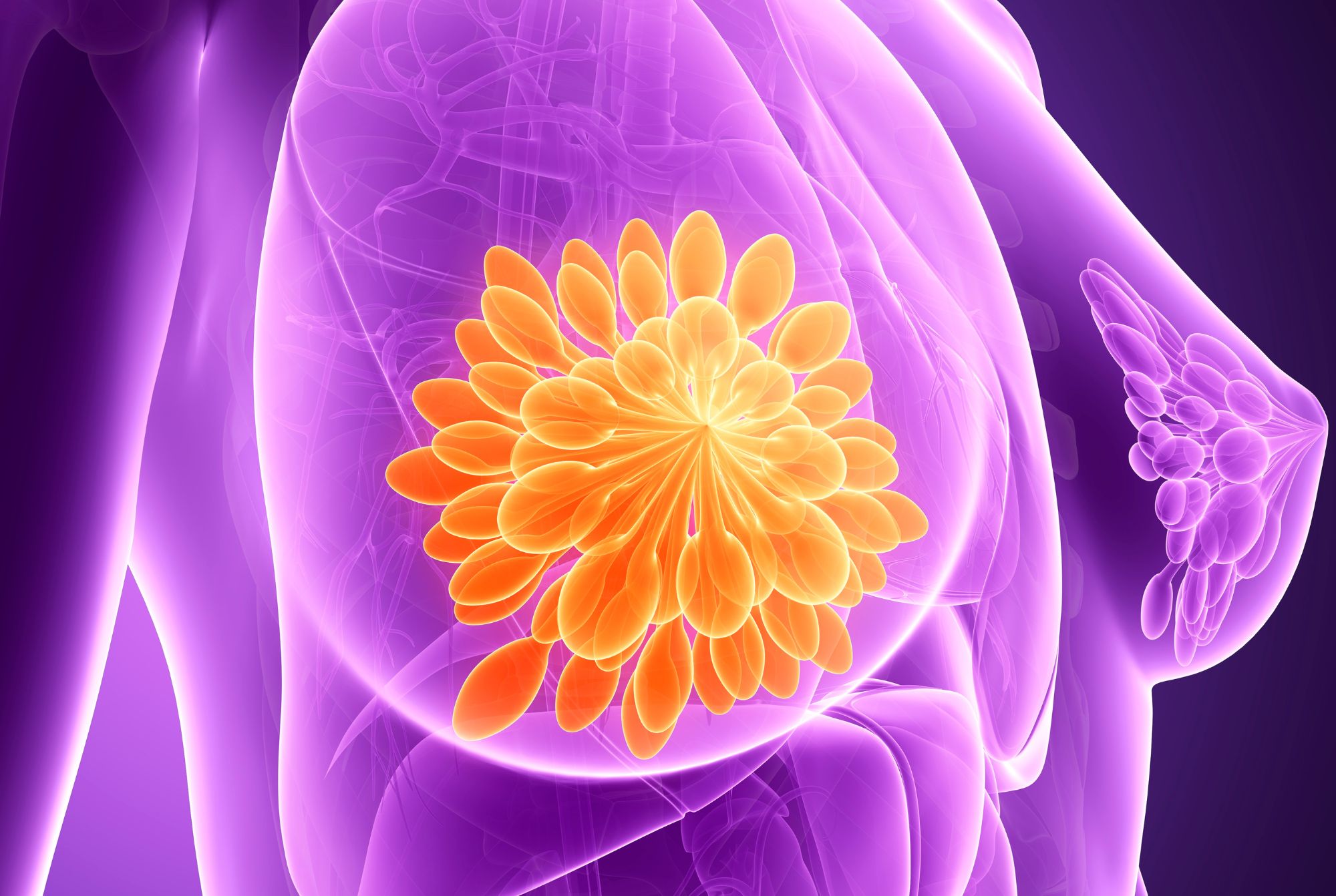 Illustrazione anatomica del seno femminile con la ghiandola mammaria evidenziata in arancione