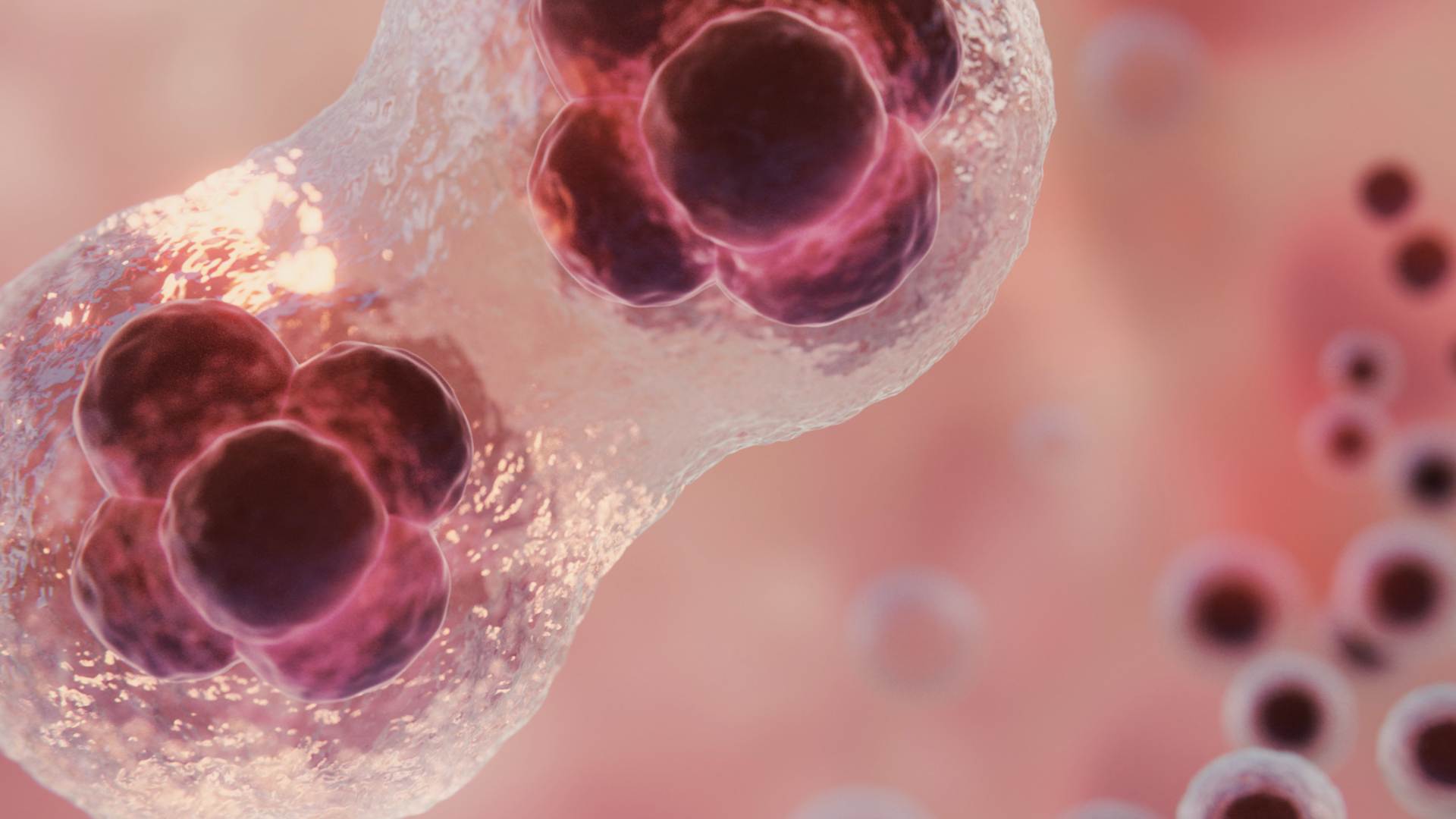 Illustrazione 3D di una cellula in fase di divisione su sfondo rosa