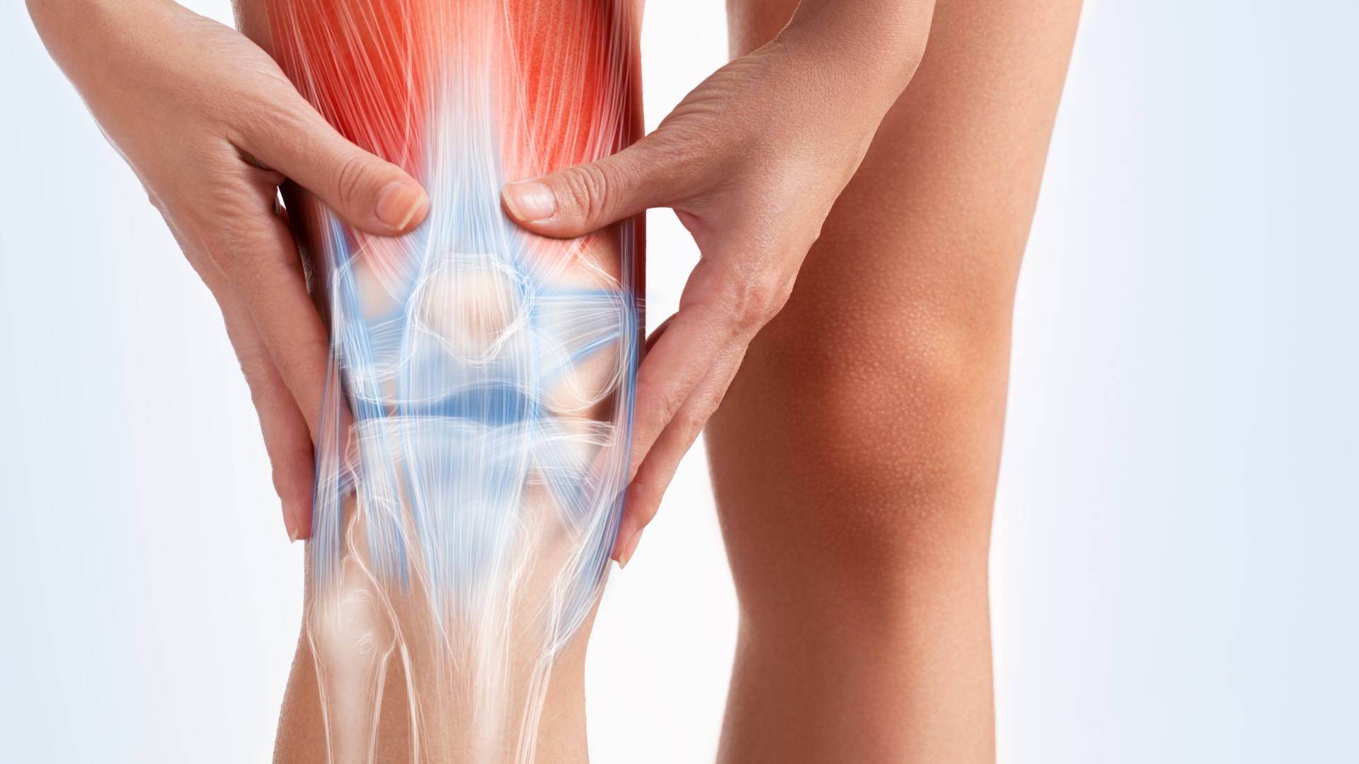 Mani che stringono un ginocchio con in trasparenza muscoli, legamenti e ossa dell'articolazione