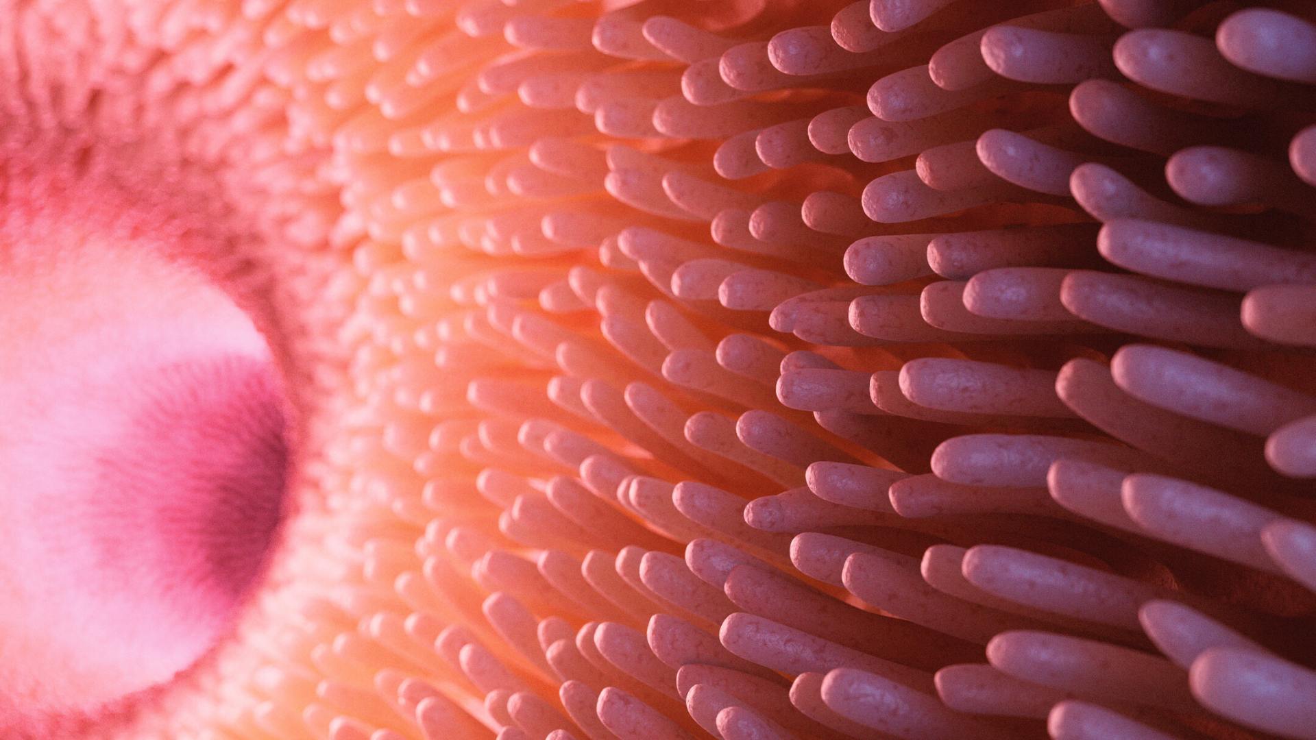 Illustrazione 3D ravvicinata della parete intestinale ricoperta di villi rosati