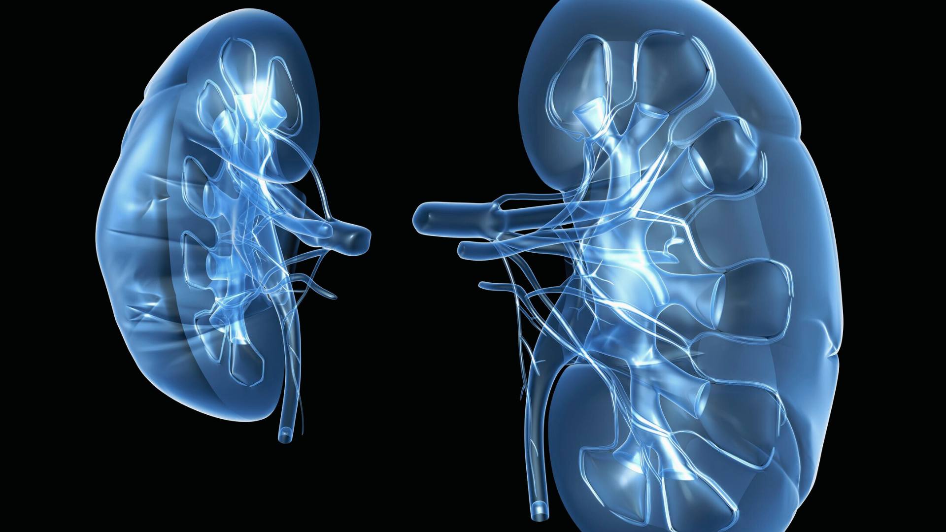 Illustrazione 3D di due reni trasparenti in azzurro su sfondo nero
