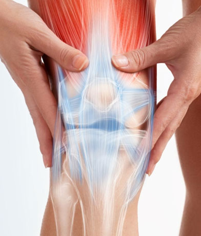 Mani posate su un ginocchio con muscoli, legamenti e ossa dell'articolazione visibili in trasparenza